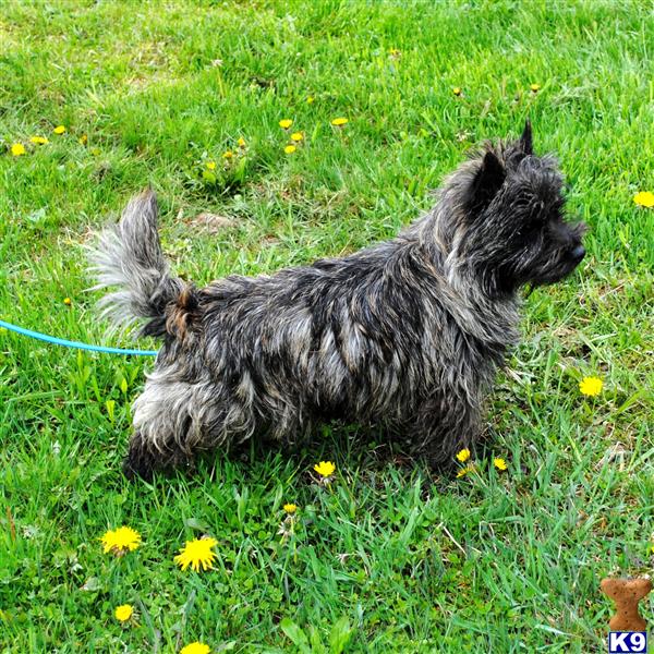 Stud Dogs - Cairn Terrier